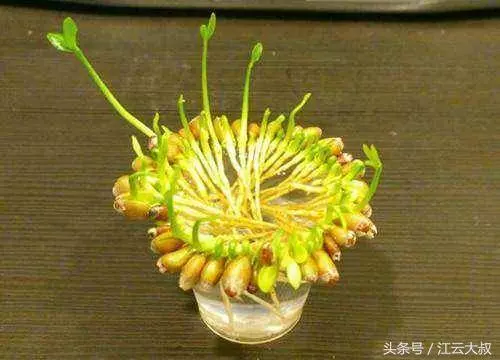 朋友把檸檬籽放水裡,長出的盆栽真是美得驚豔!
