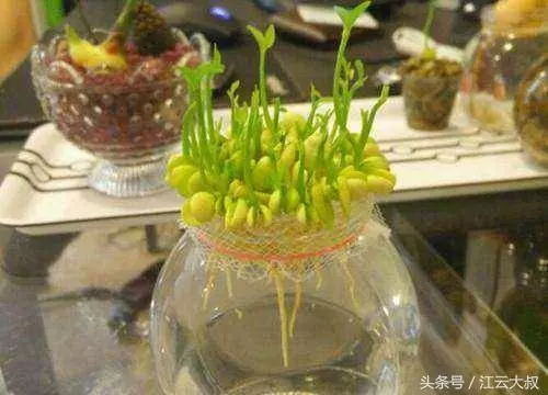 朋友把檸檬籽放水裡,長出的盆栽真是美得驚豔!