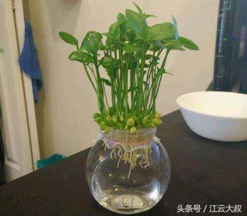朋友把檸檬籽放水裡,長出的盆栽真是美得驚豔!