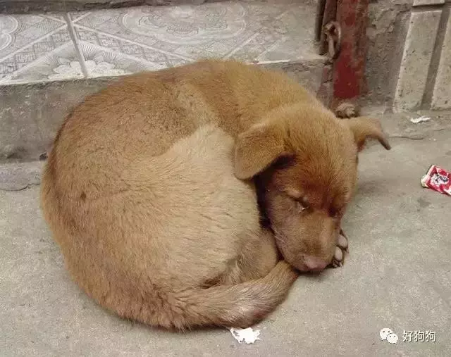狗狗內心10句最想對人類說的話,讓大家都瞬間忍不住噴淚
