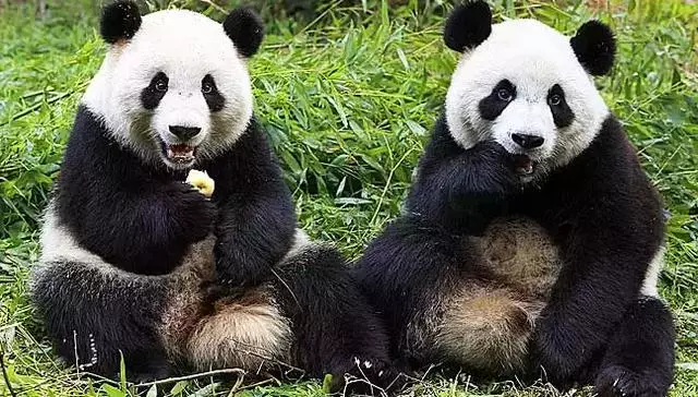 馬來西亞:求中國把熊貓接回去吧,我們養不起了!