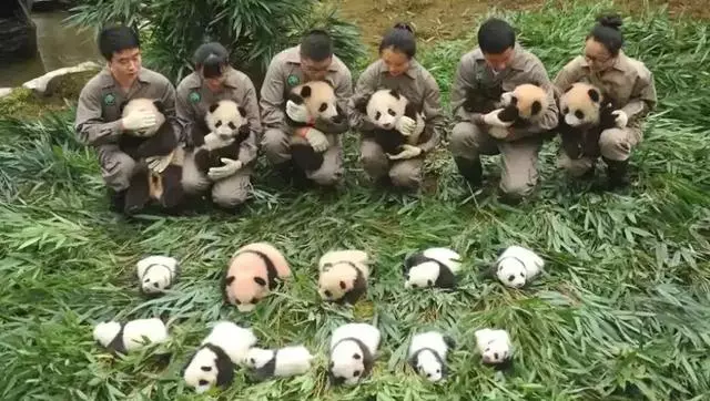馬來西亞:求中國把熊貓接回去吧,我們養不起了!