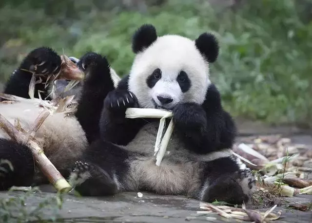 馬來西亞:求中國把熊貓接回去吧,我們養不起了!