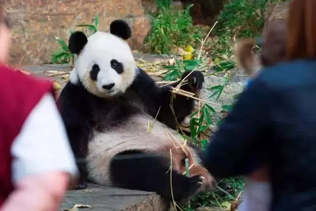馬來西亞:求中國把熊貓接回去吧,我們養不起了!