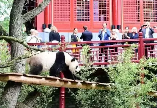 馬來西亞:求中國把熊貓接回去吧,我們養不起了!