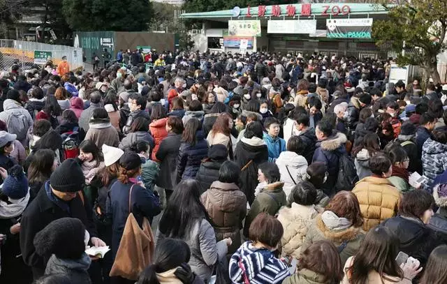 馬來西亞:求中國把熊貓接回去吧,我們養不起了!