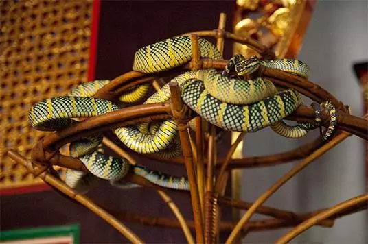 世界上唯一供奉「青蛇」的寺廟,至今已有910年,為紀念華人而建造,廟內爬滿毒蛇,依然有眾多信徒去祭拜