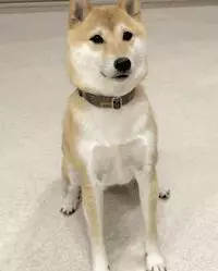 狗狗過年可以吃哪些食物?都在這裡告訴你