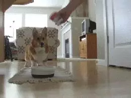 狗狗過年可以吃哪些食物?都在這裡告訴你