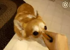 狗狗過年可以吃哪些食物?都在這裡告訴你