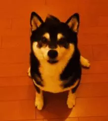 狗狗過年可以吃哪些食物?都在這裡告訴你