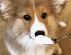 狗狗過年可以吃哪些食物?都在這裡告訴你