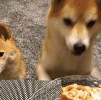 狗狗過年可以吃哪些食物?都在這裡告訴你