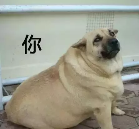 狗狗過年可以吃哪些食物?都在這裡告訴你
