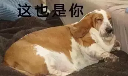 狗狗過年可以吃哪些食物?都在這裡告訴你