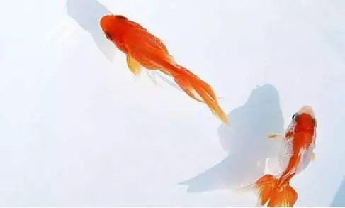 家居風水禁忌 小心了,家裡的這幾樣東西會讓你越來越窮,還好扔了!不然易破財!