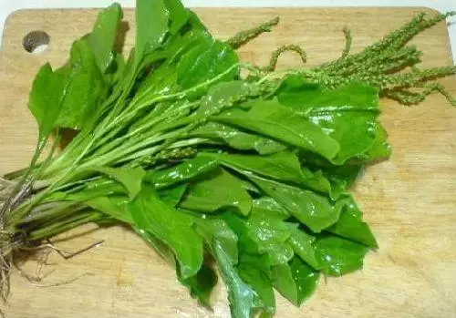 《 車前草 》這種草你不能不知道,用得好能治很多大病哦