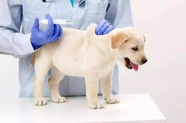 狂犬病潛伏期長達20年?正確認識和預防狂犬病避免盲目恐慌