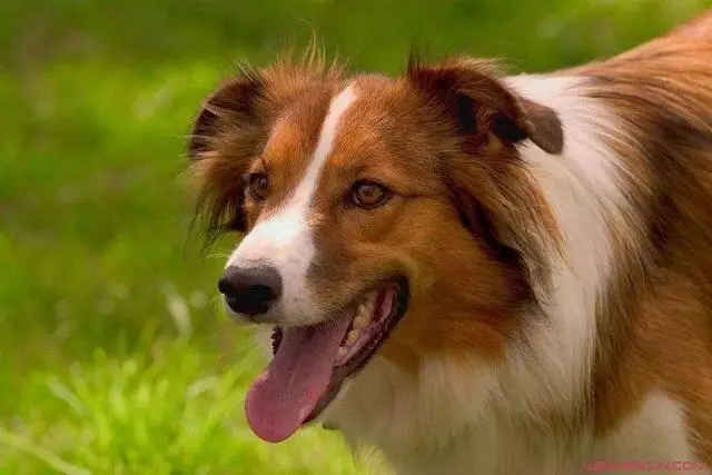 狂犬病潛伏期長達20年?正確認識和預防狂犬病避免盲目恐慌