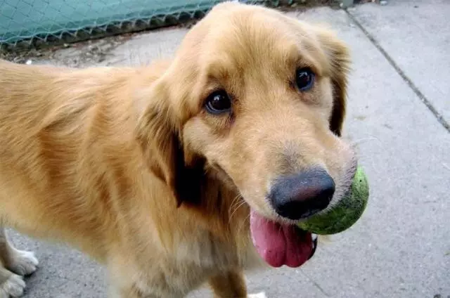 狂犬病潛伏期長達20年?正確認識和預防狂犬病避免盲目恐慌