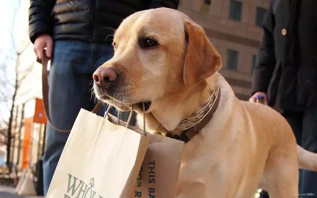 狂犬病潛伏期長達20年?正確認識和預防狂犬病避免盲目恐慌