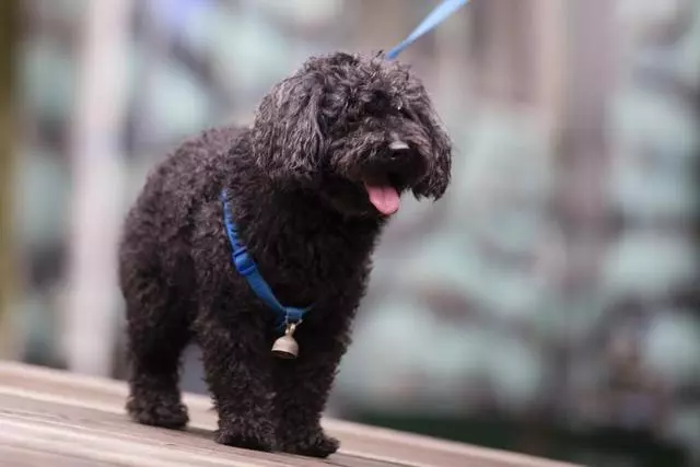 狂犬病潛伏期長達20年?正確認識和預防狂犬病避免盲目恐慌