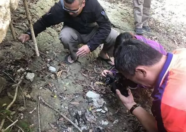 高雄柴山發現15公分驚人「巨蝦」,生性勇猛,為了繁殖下一代,翻山越嶺在所不惜!