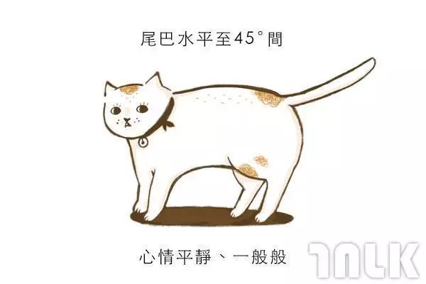9個貓咪尾巴傳達的訊息!「摸貓摸到尾巴狂甩」好可愛?其實貓咪正在忍耐內心怒火...