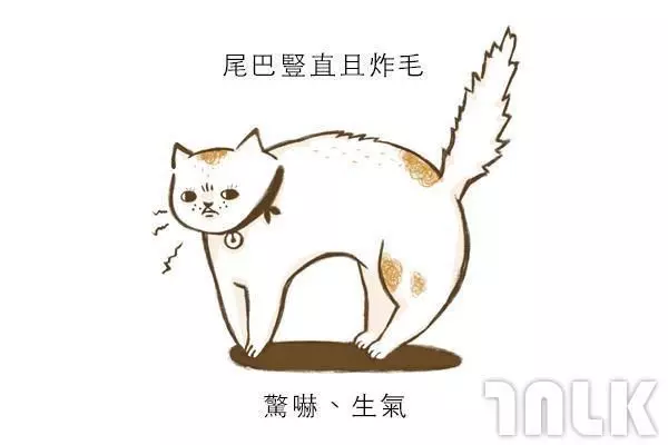 9個貓咪尾巴傳達的訊息!「摸貓摸到尾巴狂甩」好可愛?其實貓咪正在忍耐內心怒火...