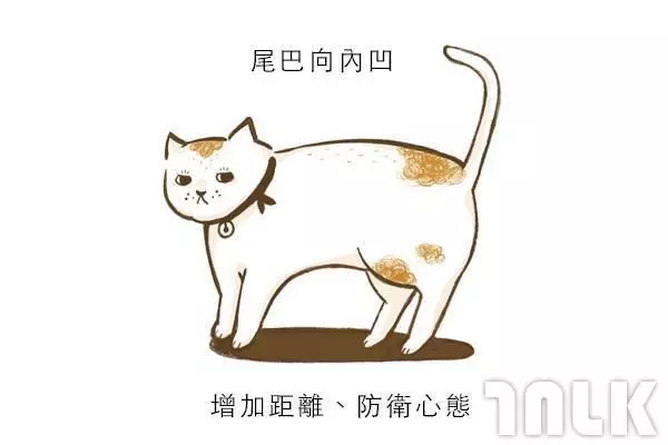 9個貓咪尾巴傳達的訊息!「摸貓摸到尾巴狂甩」好可愛?其實貓咪正在忍耐內心怒火...