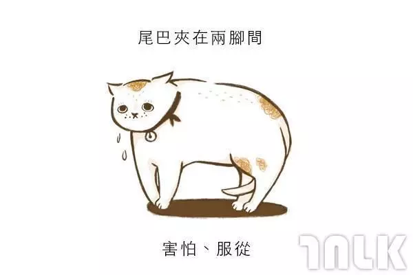 9個貓咪尾巴傳達的訊息!「摸貓摸到尾巴狂甩」好可愛?其實貓咪正在忍耐內心怒火...