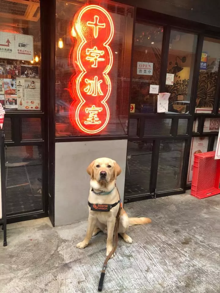 市民要求視障服務犬「會嚇哭小孩」該戴口罩 保護團體傻眼:你見過警犬戴?