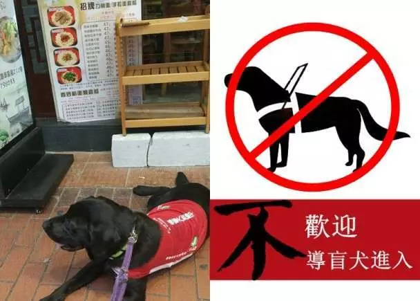 市民要求視障服務犬「會嚇哭小孩」該戴口罩 保護團體傻眼:你見過警犬戴?
