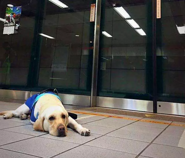 市民要求視障服務犬「會嚇哭小孩」該戴口罩 保護團體傻眼:你見過警犬戴?