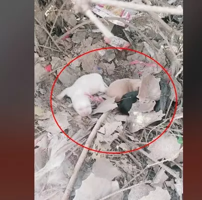 擔心小狗被凍傷,流浪狗媽挨個把小狗送人,隔天小狗卻出現在路邊
