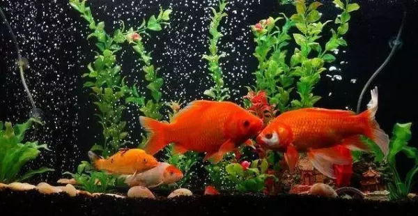 大年初一【當天吃素食】最招財還能化平安,再窮也能翻身,好運一整年