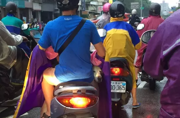 大雨天騎士「有雨衣不穿」!往下一看發現亮點 網友讚爆:太有愛了
