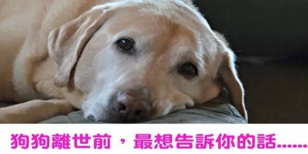 狗狗「離世」前,牠「最想告訴你的27句話」!看到一半哭到不行....