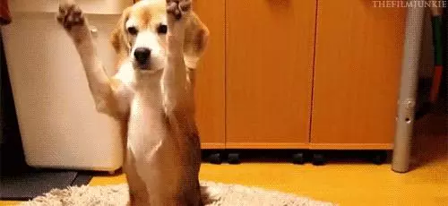 狗狗「離世」前,牠「最想告訴你的27句話」!看到一半哭到不行....