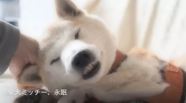 狗狗「離世」前,牠「最想告訴你的27句話」!看到一半哭到不行....