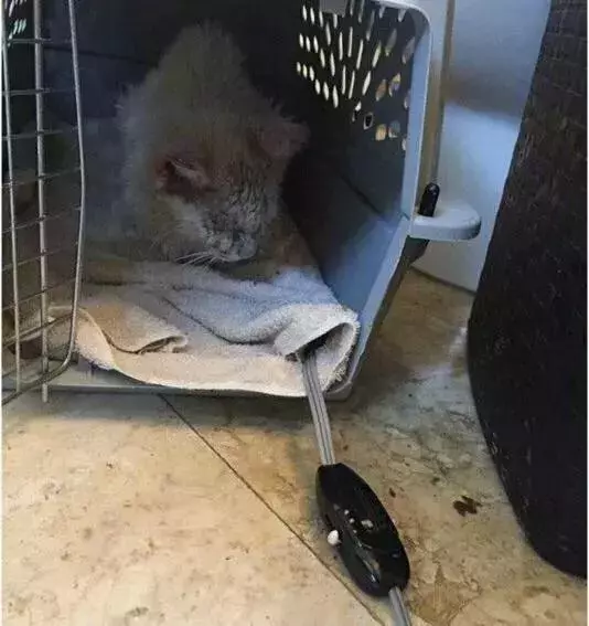 它眼睛失明全身蟎蟲,被領養後的美貌驚艷眾人!