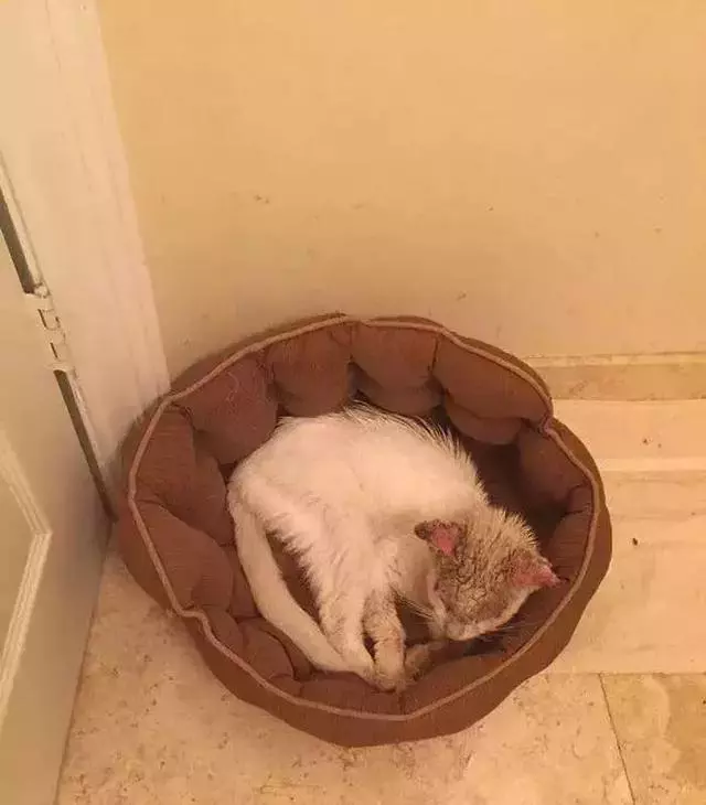 它眼睛失明全身蟎蟲,被領養後的美貌驚艷眾人!