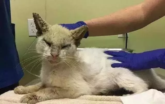 它眼睛失明全身蟎蟲,被領養後的美貌驚艷眾人!