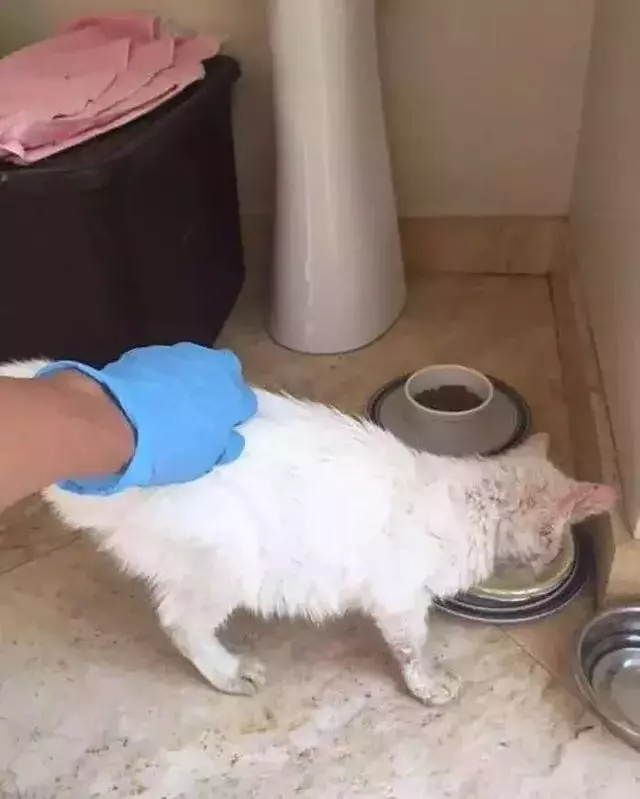 它眼睛失明全身蟎蟲,被領養後的美貌驚艷眾人!