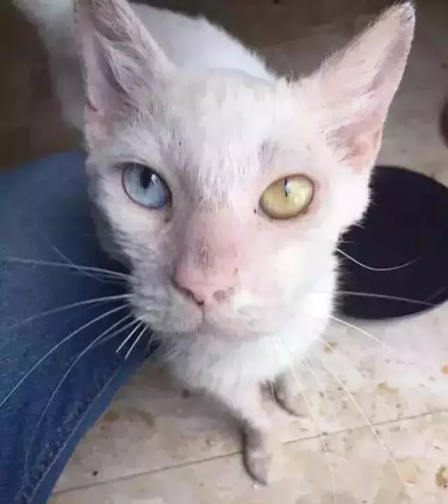 它眼睛失明全身蟎蟲,被領養後的美貌驚艷眾人!
