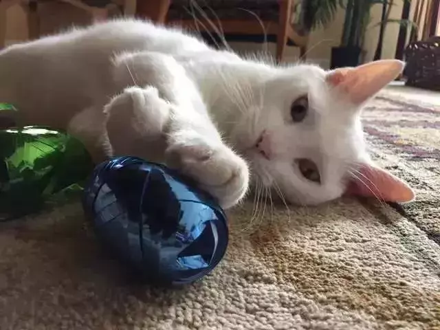 它眼睛失明全身蟎蟲,被領養後的美貌驚艷眾人!