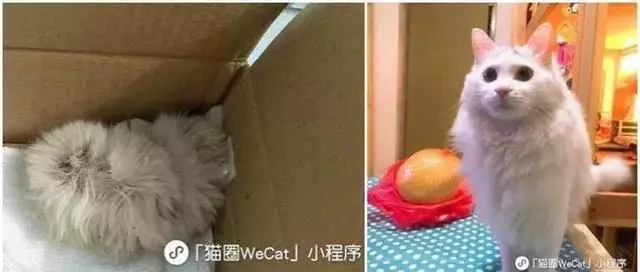 它眼睛失明全身蟎蟲,被領養後的美貌驚艷眾人!