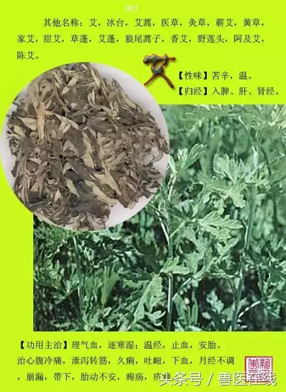 300種中草藥彩色圖譜賞析(收藏慢慢看)