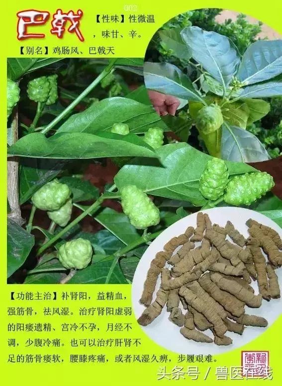 300種中草藥彩色圖譜賞析(收藏慢慢看)