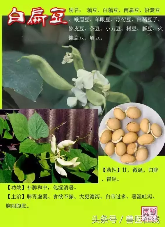 300種中草藥彩色圖譜賞析(收藏慢慢看)